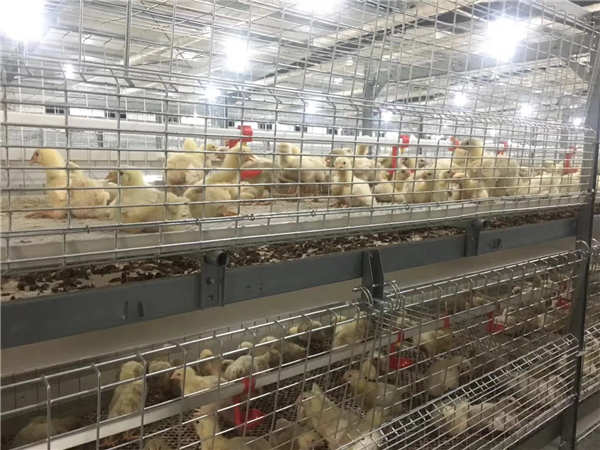 肉雞籠養(yǎng)設備 (4).jpg